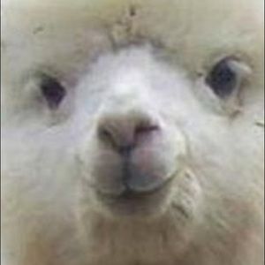 Meet your Posher, Mariam